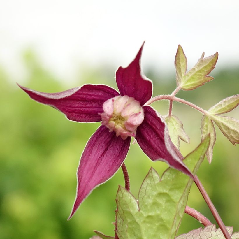 Clematis Brunette (Floração)