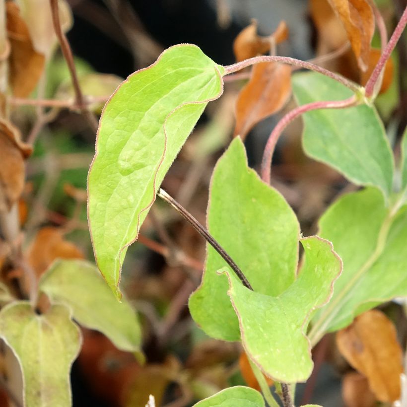 Clematis Carnaby (Folhagem)