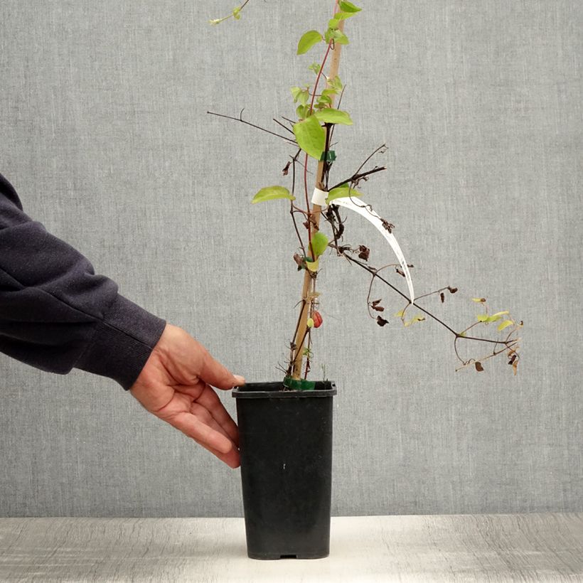 Amostra de Clematis Cezanne Vaso de 1,5 L/2 L tal como entregue no verão