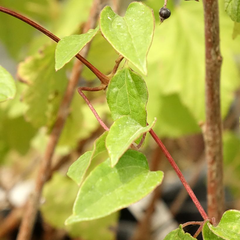 Clematis Cezanne (Folhagem)