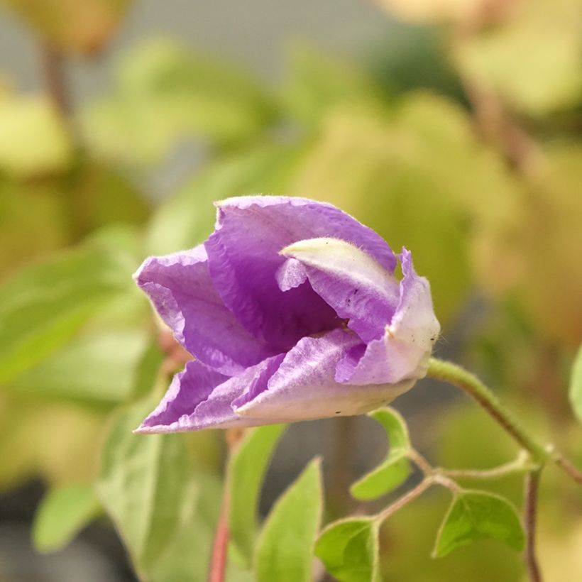Clematis Cezanne (Floração)