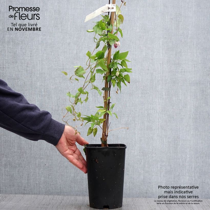 Amostra de Clematis Lansdowne Gem Vaso de 2 L/3 L tal como entregue no outono