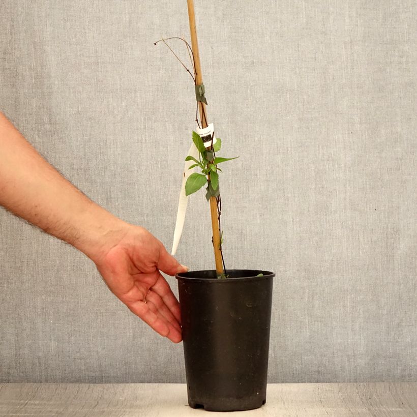 Amostra de Clematis Lansdowne Gem Vaso de 2 L/3 L tal como entregue no verão