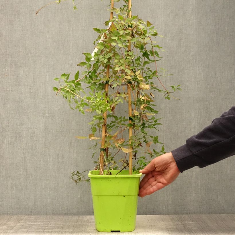 Amostra de Clematis Winter Parasol Vaso de 2 L/3 L tal como entregue no verão