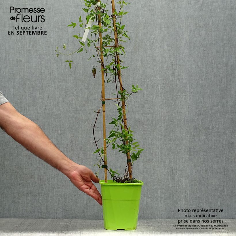 Amostra de Clematis Winter Parasol Vaso de 2 L/3 L tal como entregue no outono