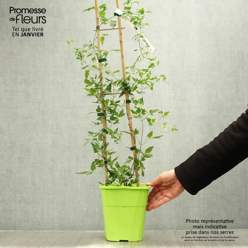 Amostra de Clématite - Clematis cirrhosa Winter Parasol Vaso de 2 L/3 L tal como entregue no inverno