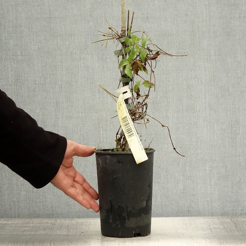Amostra de Clematis Comtesse de Bouchaud Vaso de 2 L/3 L tal como entregue no outono