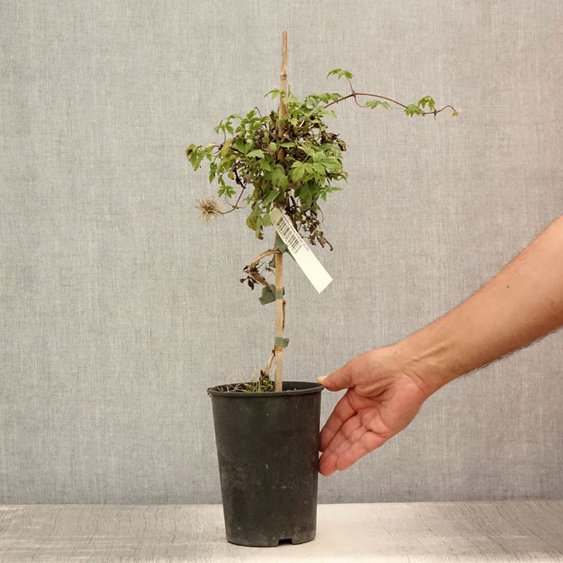 Amostra de Clematis Country Rose Vaso de 2 L/3 L tal como entregue no verão