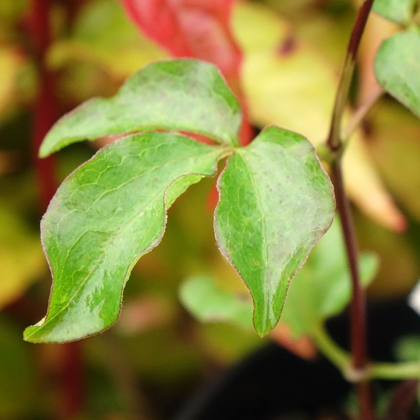 Clematis Dancing King (Folhagem)