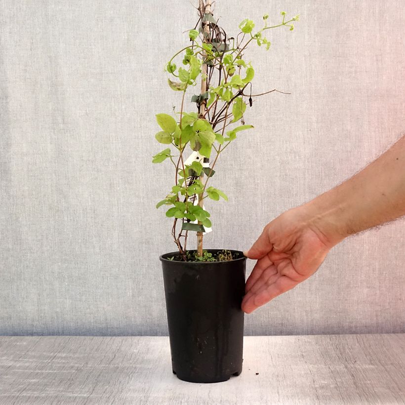 Amostra de Clematis Destiny Vaso de 1,5 L/2 L tal como entregue no verão