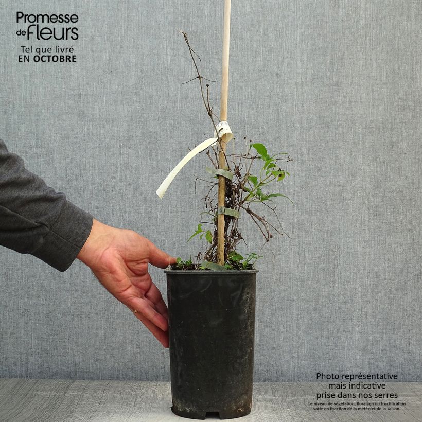 Amostra de Clematis Diamantina Vaso de 2 L/3 L tal como entregue no outono