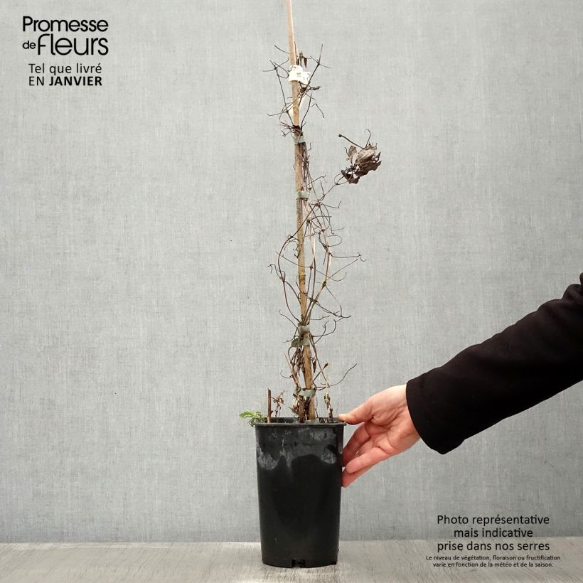 Amostra de Clématite - Clematis Diamantina Vaso de 2 L/3 L tal como entregue no inverno