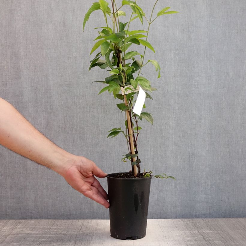 Amostra de Clematis diversifolia East River Vaso de 2 L/3 L tal como entregue no verão
