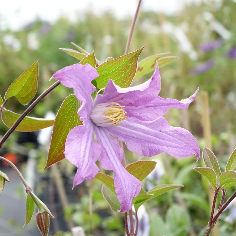 Clematis diversifolia East River (Floração)