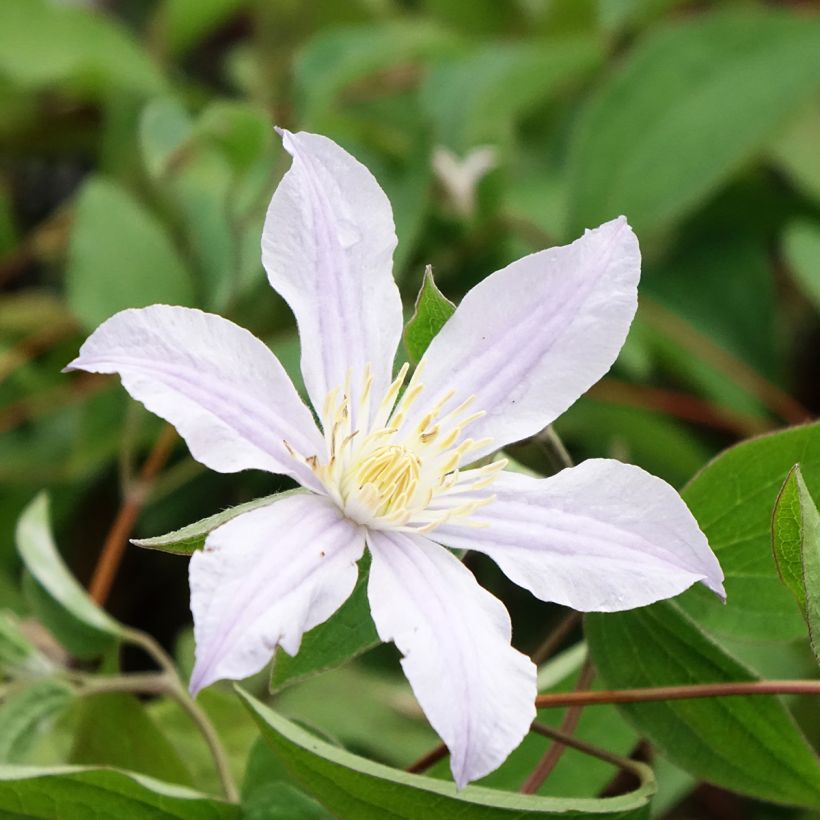 Clematis Clematis River Star (Floração)