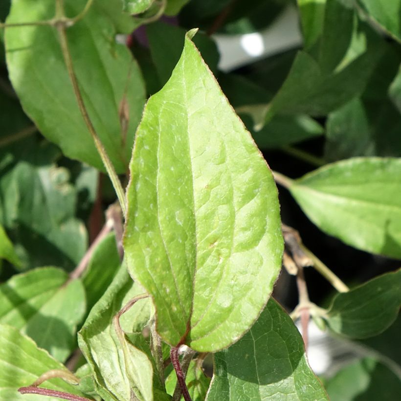 Clematis diversifolia Stella Bella (Folhagem)