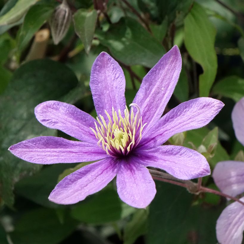 Clematis diversifolia Stella Bella (Floração)