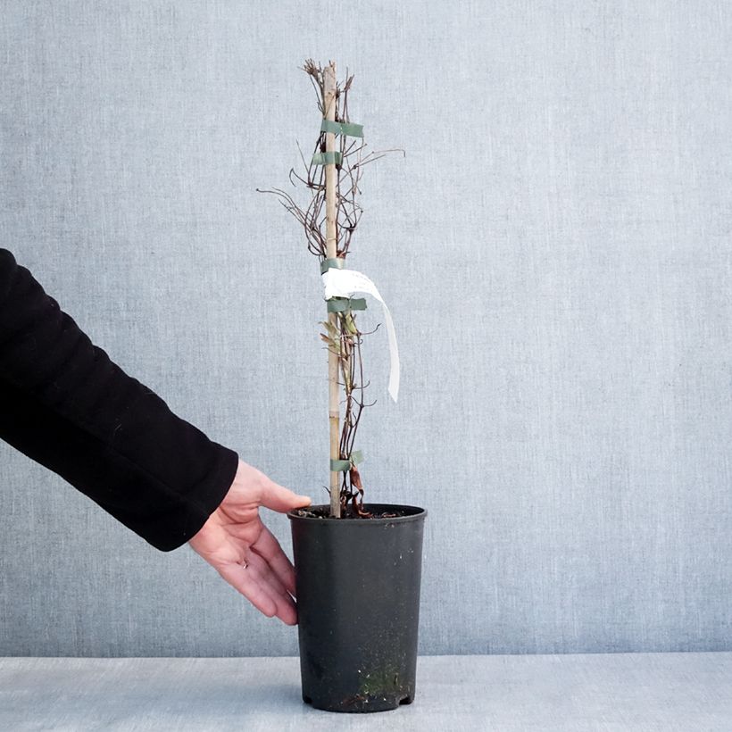 Amostra de Clématite - Clematis diversifolia Stella Bella Pot de 1,5L/2L tal como entregue no inverno