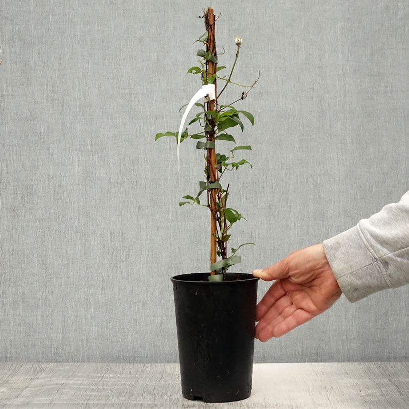 Amostra de Clematis diversifolia Stella Bella Vaso de 1,5 L/2 L tal como entregue na primavera