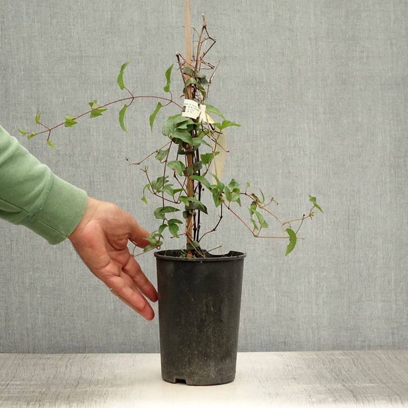 Amostra de Clematis diversifolia White Arabella Vaso de 2 L/3 L tal como entregue no verão