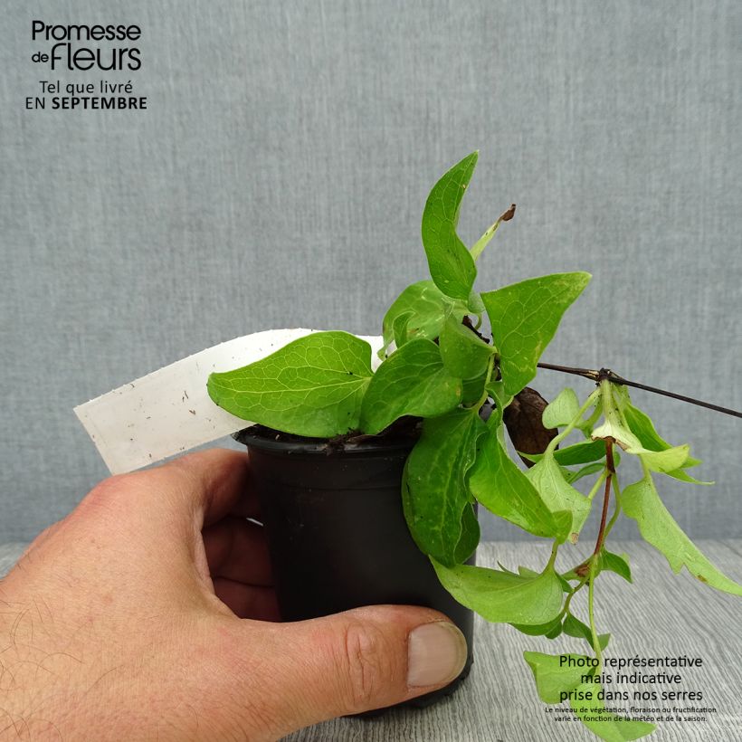 Amostra de Clematis Docteur Ruppel Vaso de 8/9 cm tal como entregue no outono