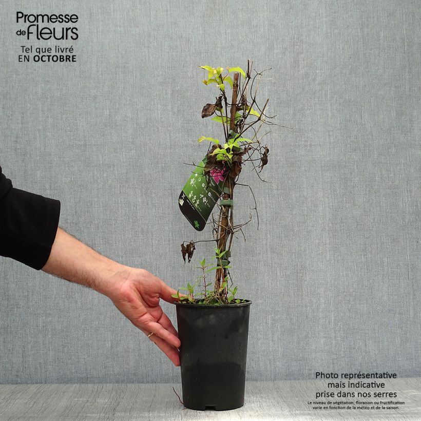 Amostra de Clematis Docteur Ruppel Vaso de 2 L/3 L tal como entregue no outono