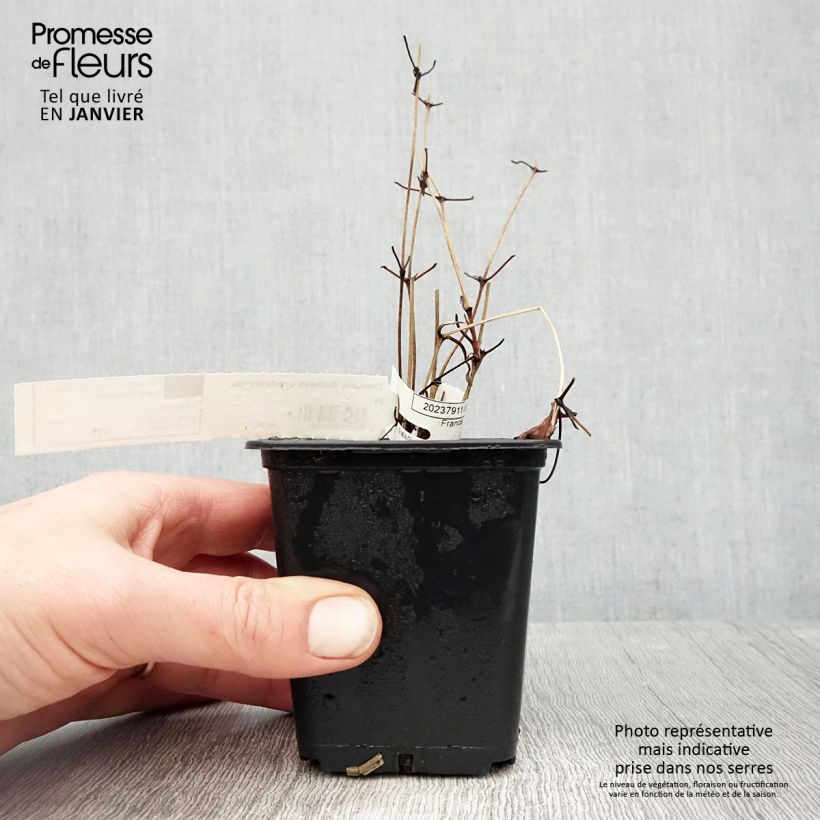 Amostra de Clématite - Clematis Duchesse d'Edimbourg Vaso de 8/9 cm tal como entregue no inverno