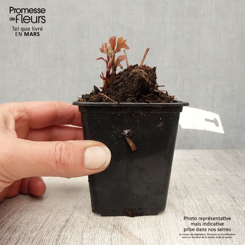 Amostra de Clematis Duchess of Edinburgh Vaso de 8/9 cm tal como entregue na primavera