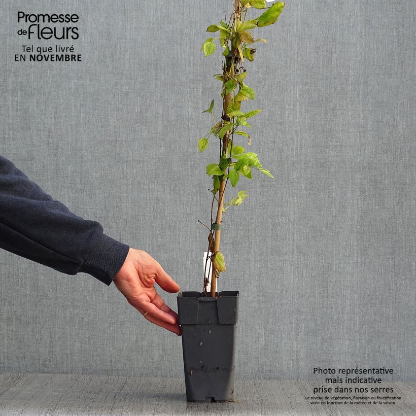 Amostra de Clematis Eriostemon Vaso de 2 L/3 L tal como entregue no outono