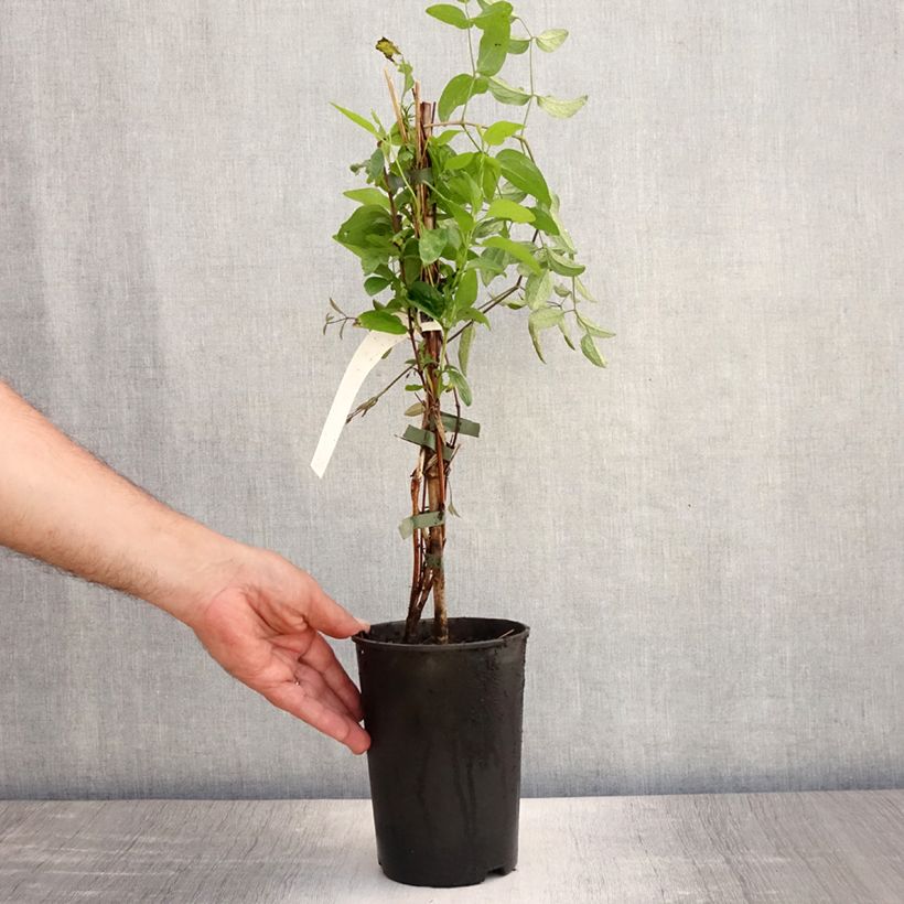 Amostra de Clematis Eriostemon Vaso de 2 L/3 L tal como entregue no verão
