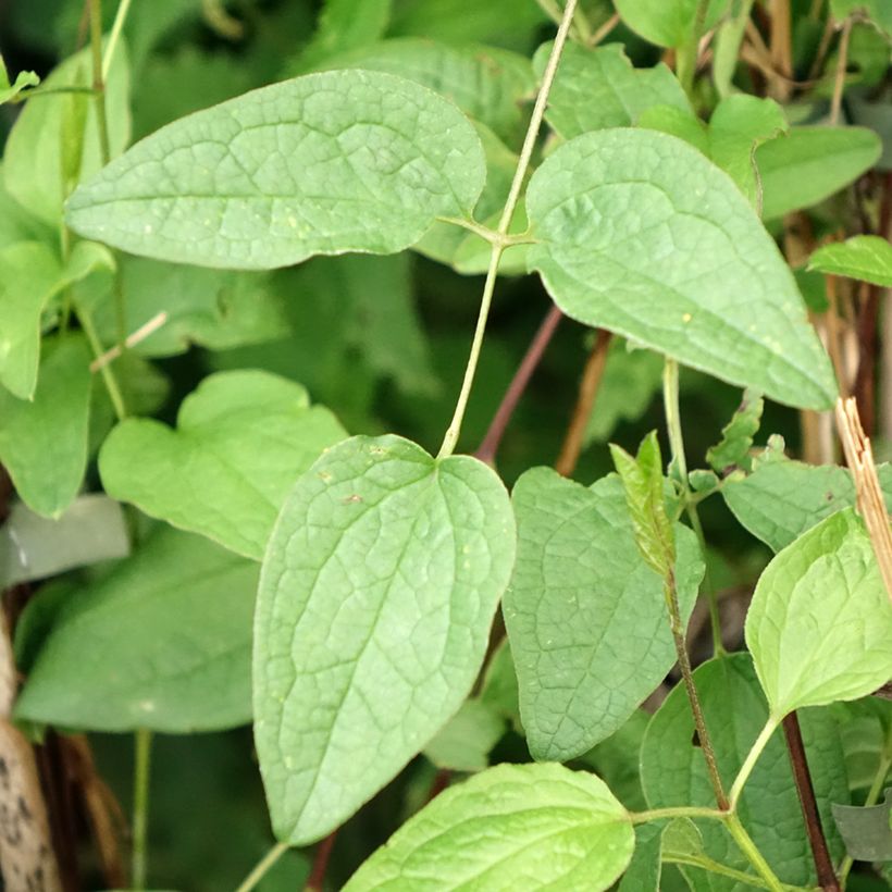 Clematis Eriostemon (Folhagem)