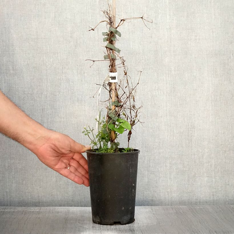 Amostra de Clematis Etoile Nacrée Vaso de 2 L/3 L tal como entregue no outono