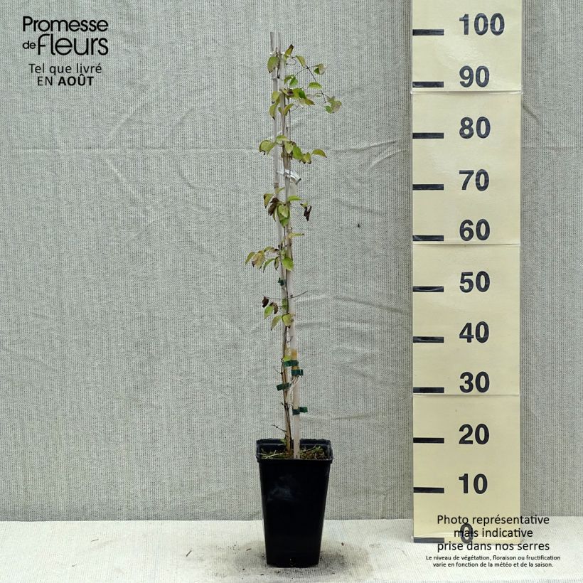 Amostra de Clematis Etoile Nacrée Vaso de 2 L/3 L tal como entregue no verão