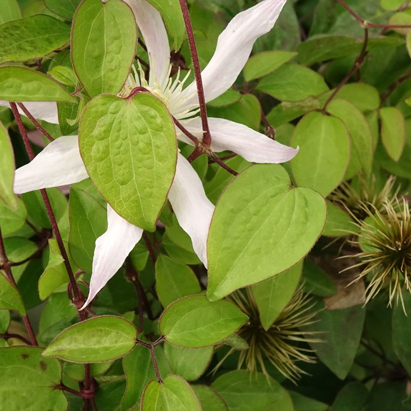 Clematis Etoile Nacrée (Folhagem)