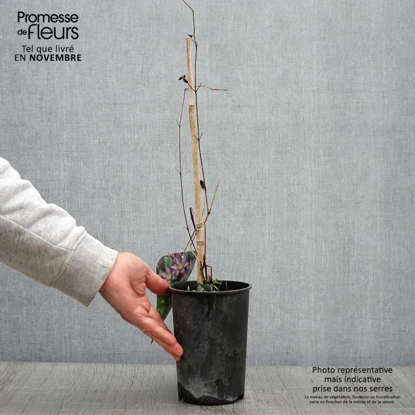 Amostra de Clematis Exciting Vaso de 2 L/3 L tal como entregue no outono
