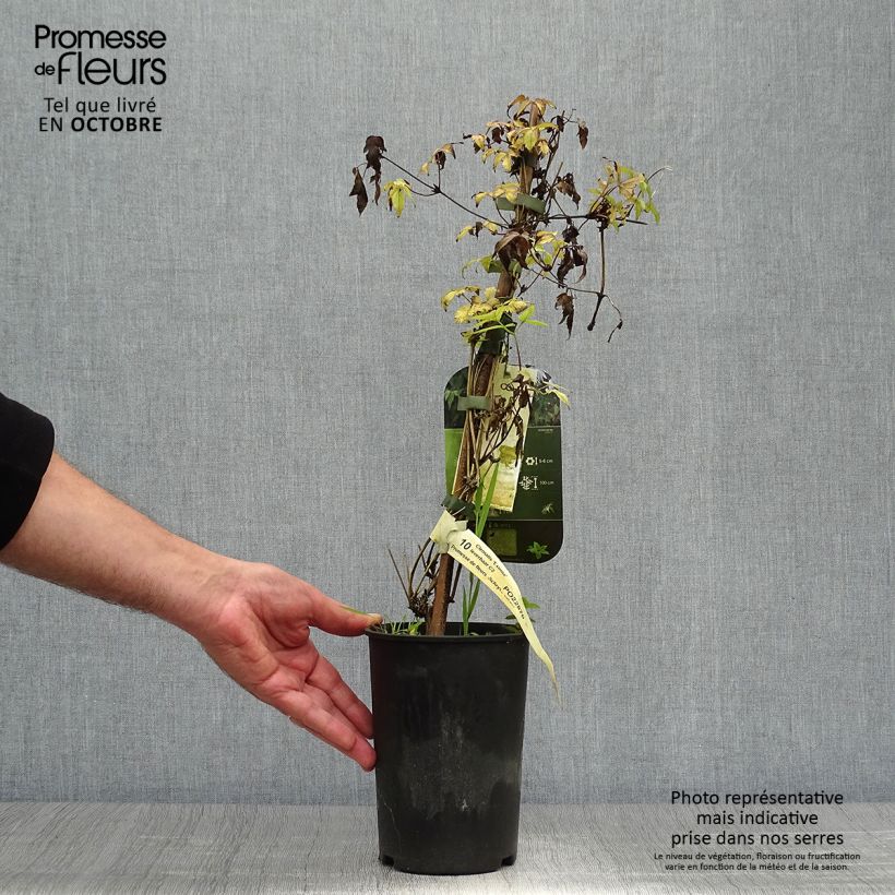 Amostra de Clematis Eximia - Clematite Vaso de 2 L/3 L tal como entregue no outono