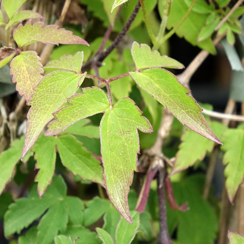 Clematis Eximia (Folhagem)