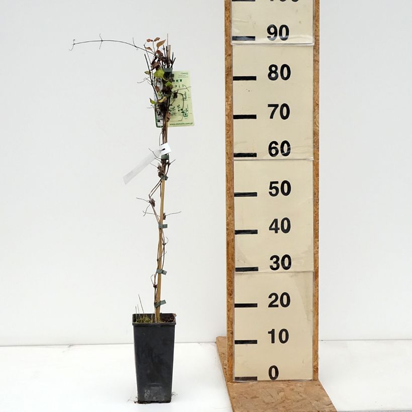 Amostra de Clematis First Love Vaso de 2 L/3 L tal como entregue no outono