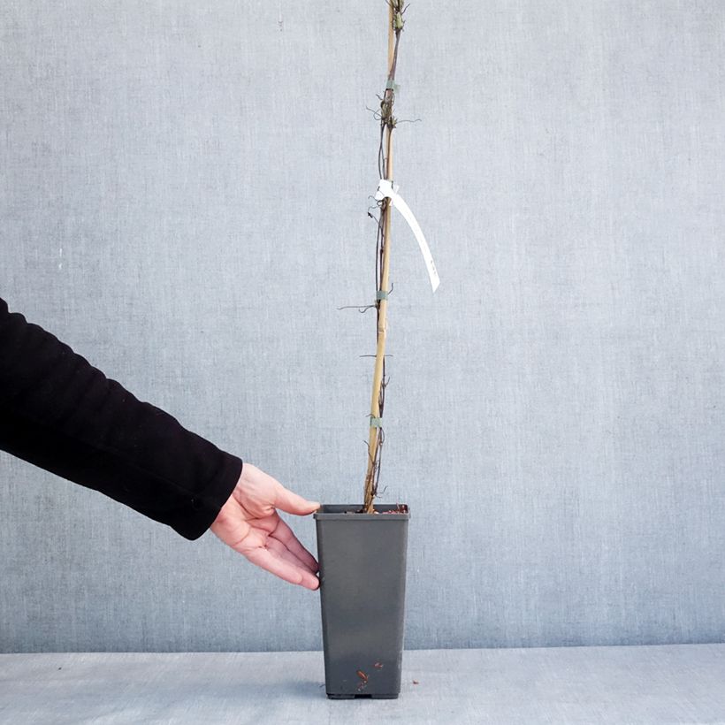 Amostra de Clématite - Clematis First Love Pot de 2L/3L tal como entregue no inverno