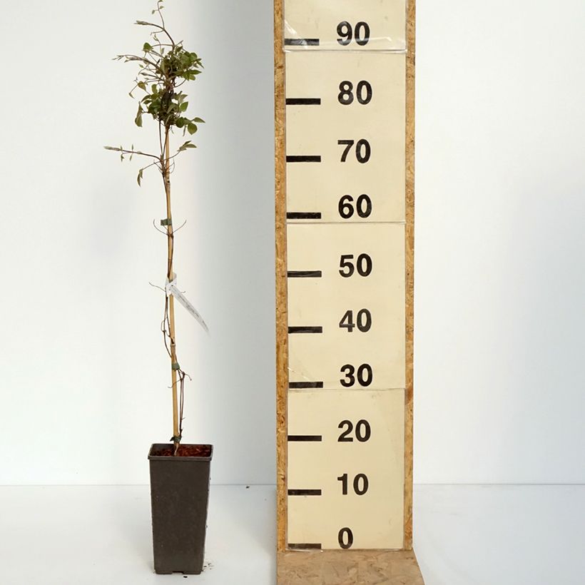 Amostra de Clematis First Love Vaso de 2 L/3 L tal como entregue na primavera