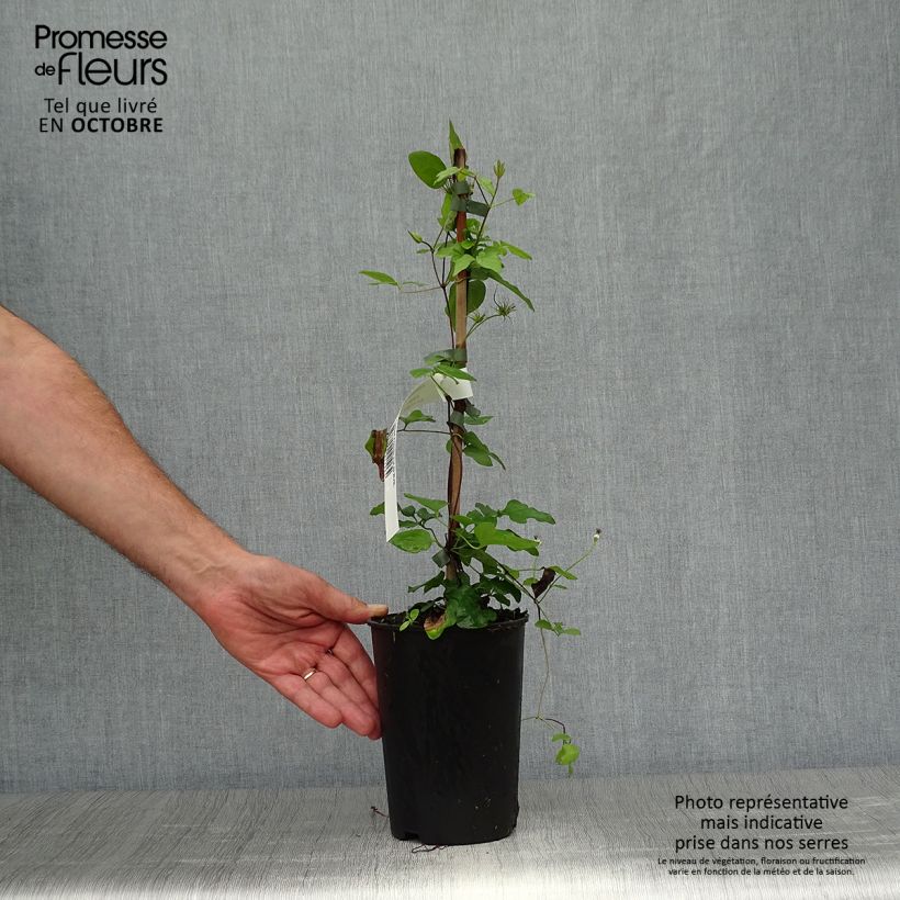Amostra de Clematis Forever Friends Vaso de 2 L/3 L tal como entregue no outono