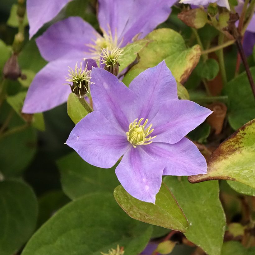 Clematis Fuji Musume (Floração)