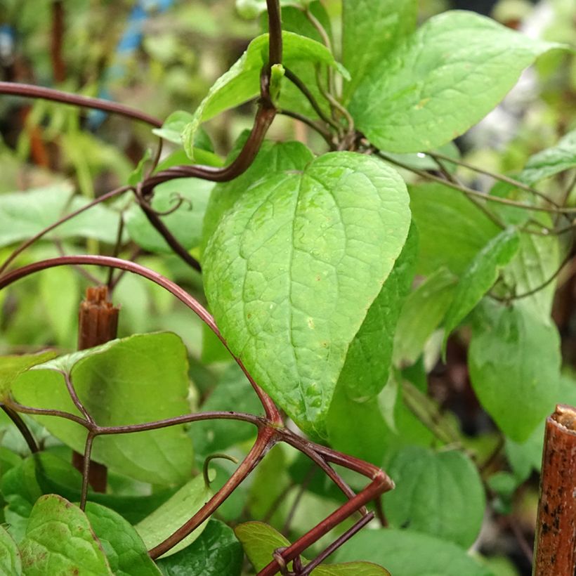 Clematis fusca (Folhagem)