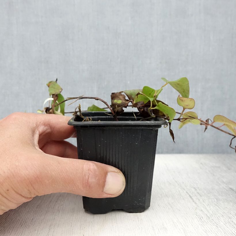 Amostra de Clematis Général Sikorski Vaso de 8/9 cm tal como entregue no verão