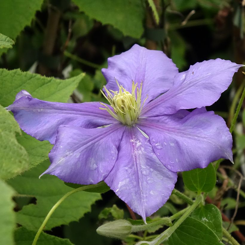 Clematis Général Sikorski (Floração)