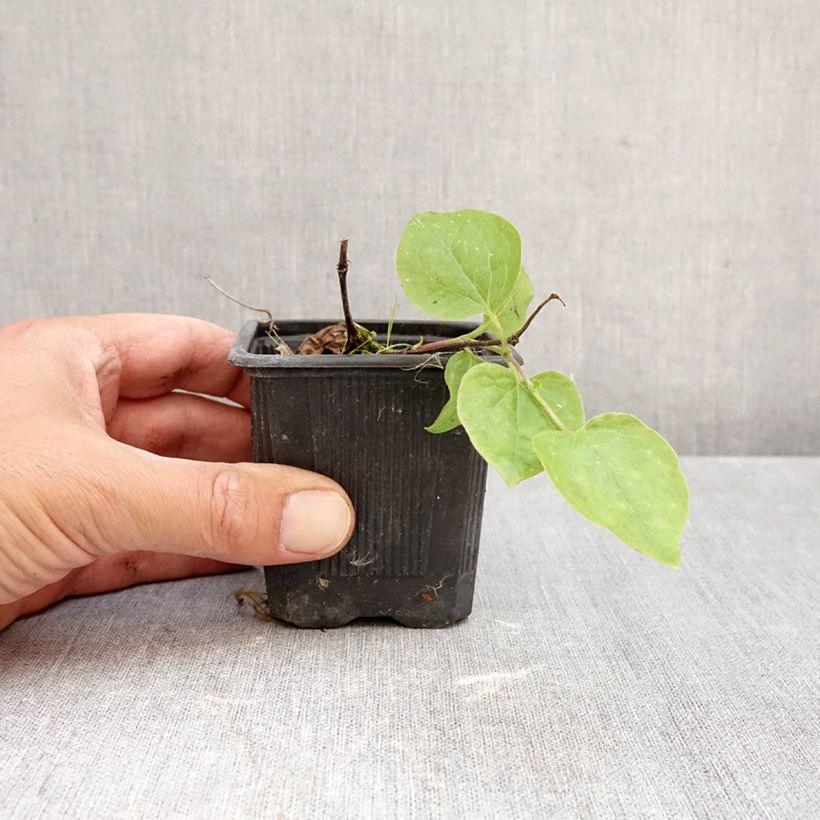 Amostra de Clematis Général Sikorski Vaso de 8/9 cm tal como entregue no outono