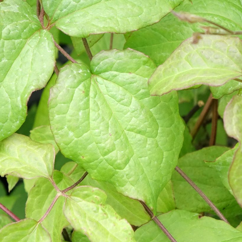 Clematis Gipsy Queen (Folhagem)