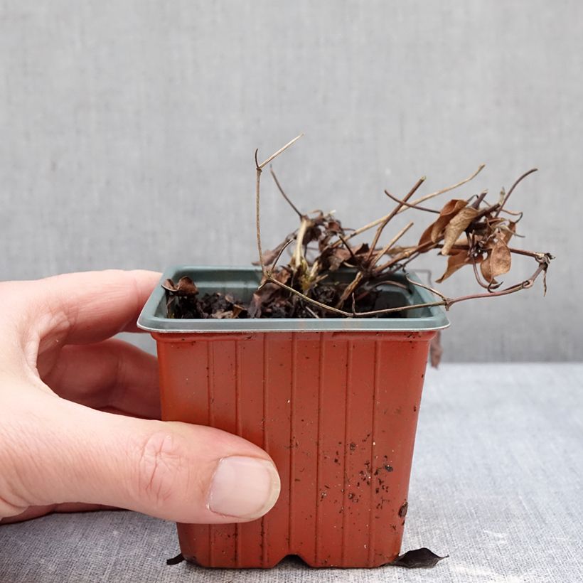 Amostra de Clematis Guernsey Flute Vaso de 8/9 cm tal como entregue no inverno