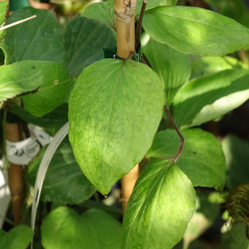 Clematis H. F. Young (Folhagem)