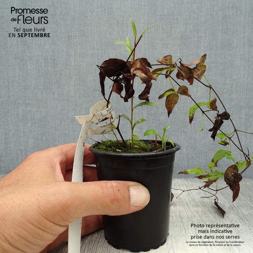 Amostra de Clematis Hagley hybride Vaso de 8/9 cm tal como entregue no outono